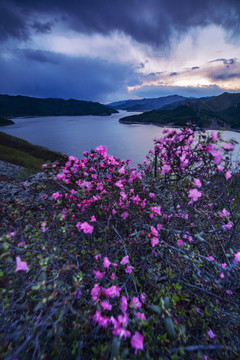 杜鹃花