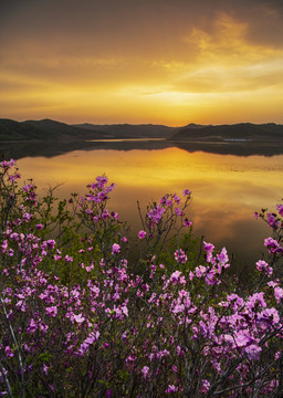 杜鹃花