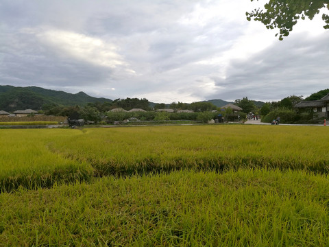 秋日村庄稻田