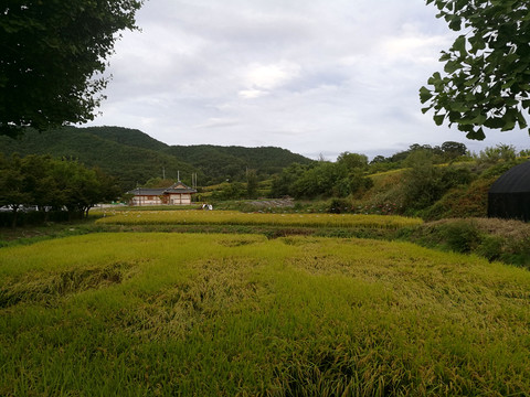 金色田园