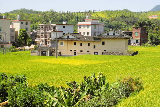 稻田围着的房子