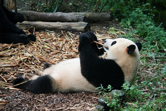 躺着进食的大熊猫