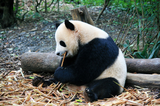 进食的熊猫