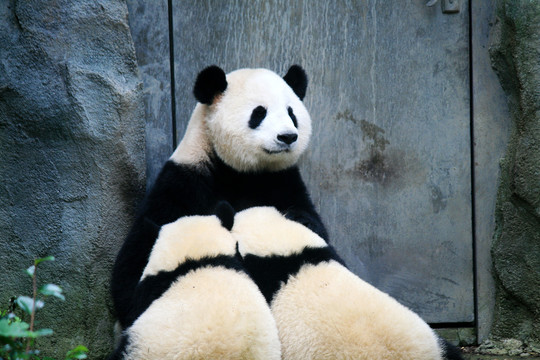 喂奶的大熊猫
