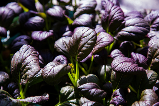 紫钻油菜