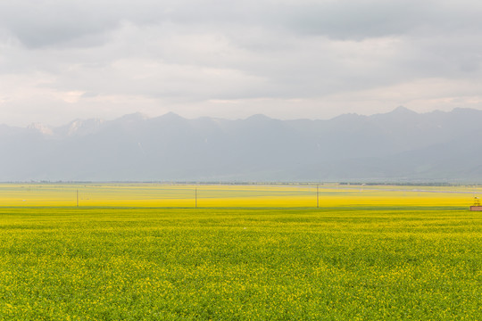 青海油菜花