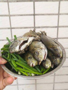 鱼