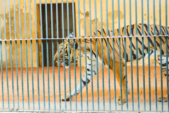 笼子里的老虎