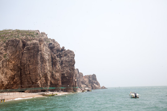 山东威海海驴岛黑尾鸥