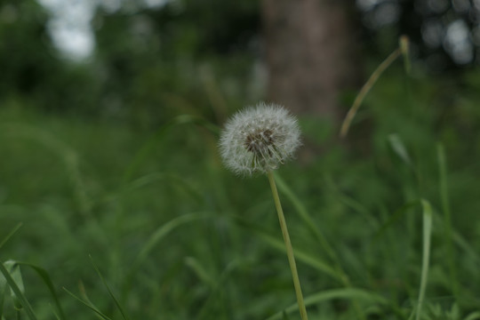 蒲公英
