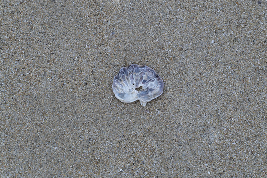 沙子与贝壳