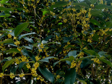 桂花树