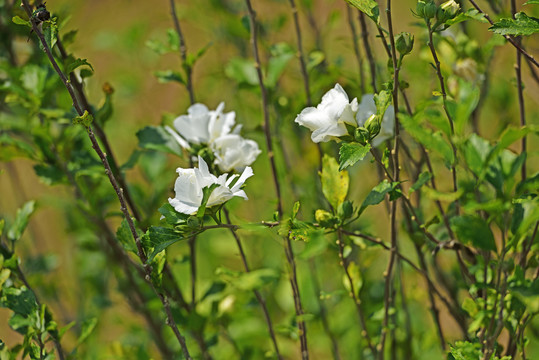 木槿花