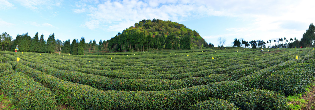 元顶子富硒茶产业园