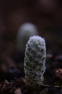 盆栽仙人掌绿植