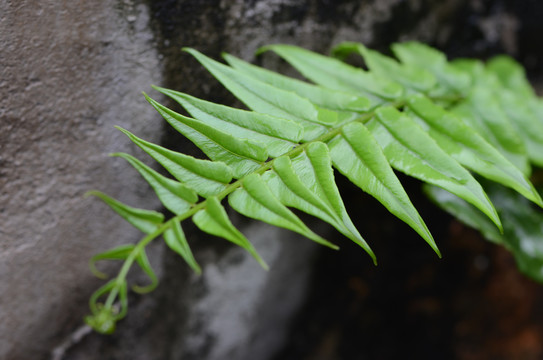 苔藓上的鲜嫩绿叶