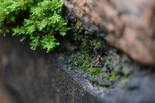 石墙上的苔藓