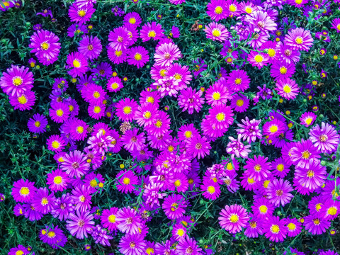 姹紫嫣红菊花
