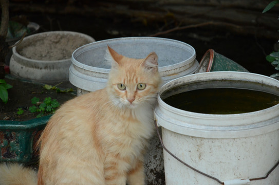 小猫在喝水