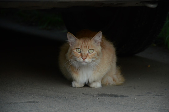 躲在汽车底下的小猫咪