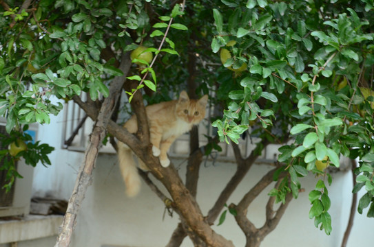 爬到树上的小猫咪