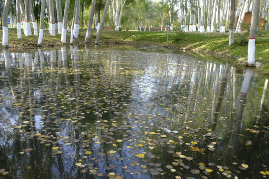 白杨树