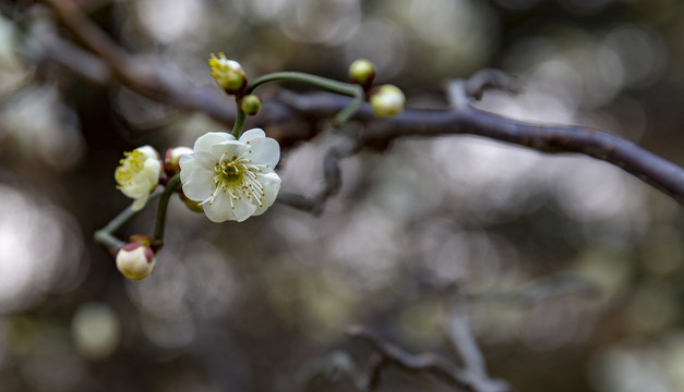 梅花素材