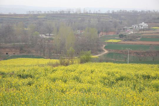 油菜花