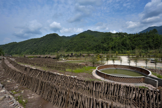 巴中银耳基地