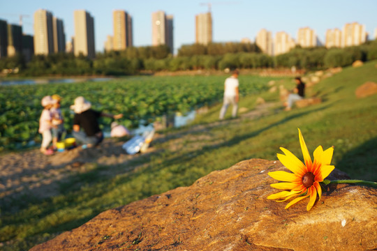 沈阳丁香湖黄昏岸边的花