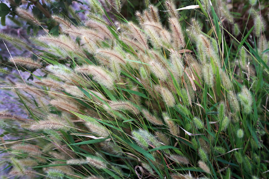 毛草