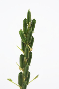 芝麻