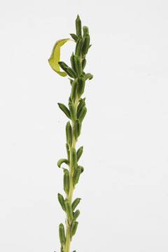 芝麻