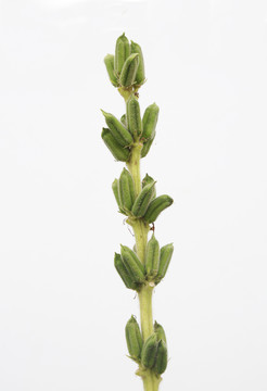 芝麻