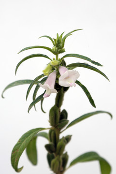 芝麻花