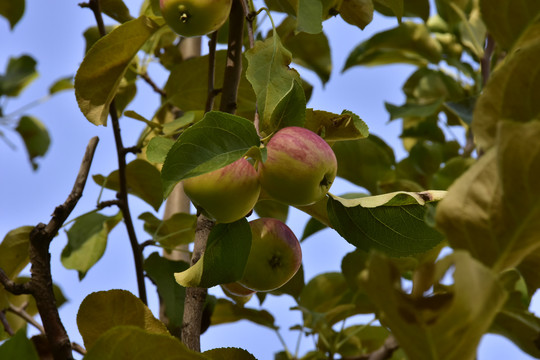 苹果树上的果实
