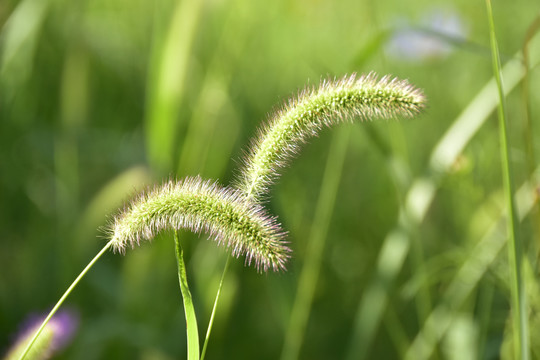 狗尾巴草