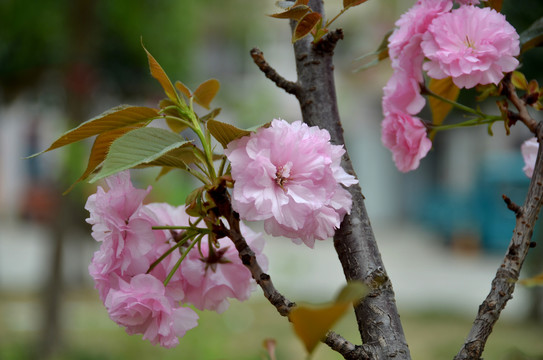 海棠花