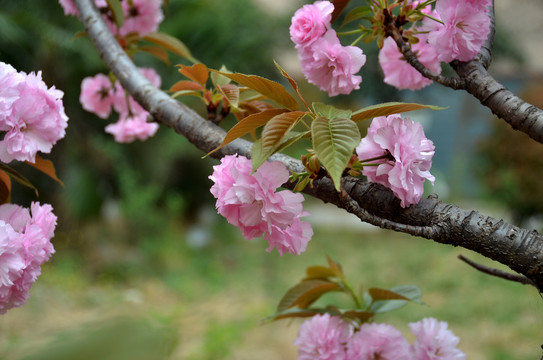 海棠花