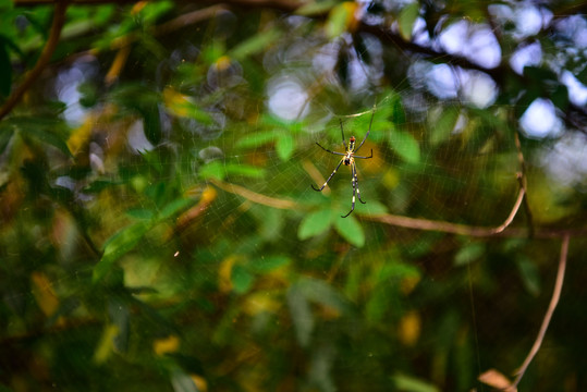 蜘蛛和蜘蛛网
