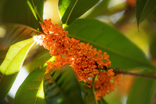 桂花树