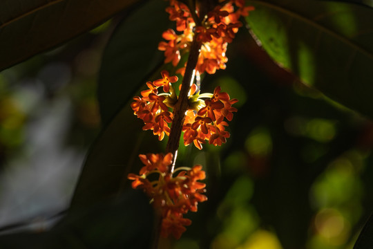 桂花树