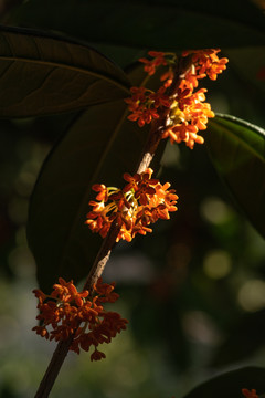 桂花树