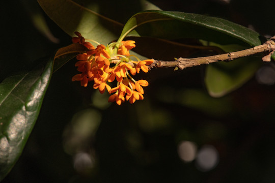 桂花树