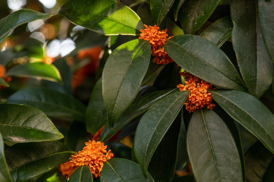 桂花树