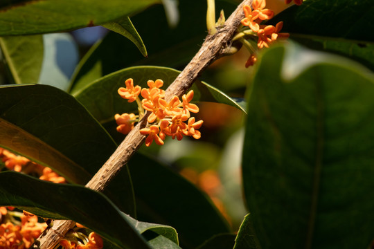 桂花树