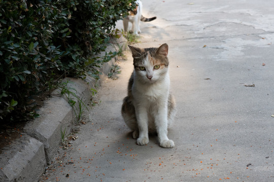 户外游走的猫