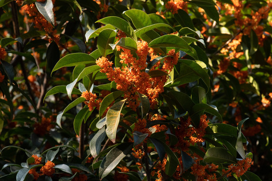 桂花树