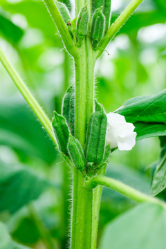 芝麻果荚