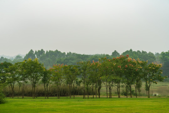 高尔夫球场园林绿草地